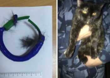 Hapishane içinde uyuşturucu taşıyan kedi yakalandı