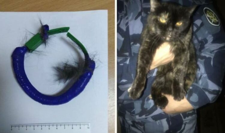 Hapishane içinde uyuşturucu taşıyan kedi yakalandı