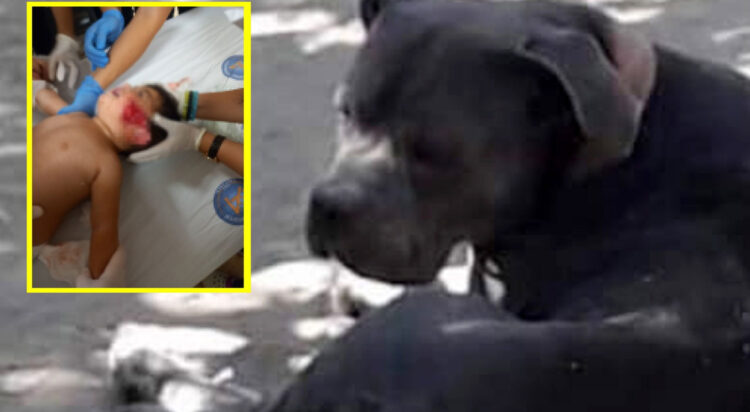 Pitbull dehşeti… 11 aylık bebeğin kulağını kopardı