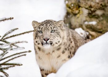 3 kar leoparı koronavirüsten öldü