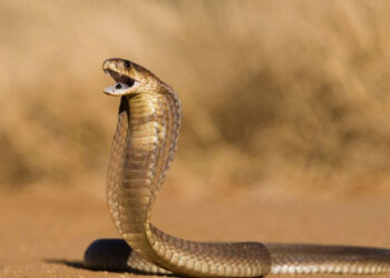 Kiraladığı kobrayla eşini öldürdü