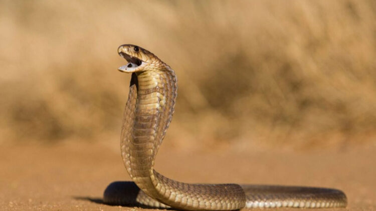 Kiraladığı kobrayla eşini öldürdü