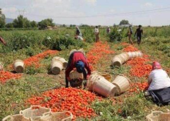 Çiftçi işi bırakıyor gıda krizi kapıda