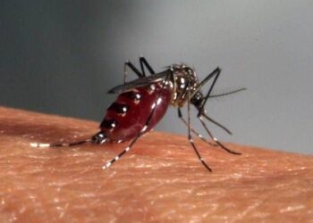 Hindistan’da Zika virüsü alarmı