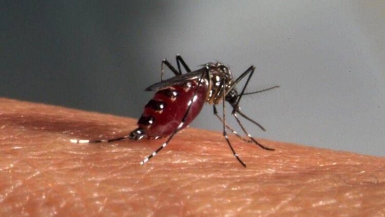 Hindistan’da Zika virüsü alarmı