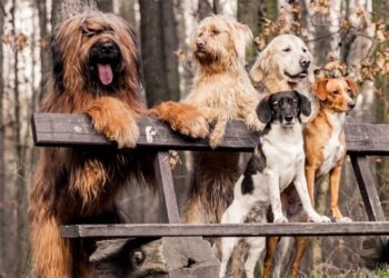 ‘Köpek Tinder’ geliyor