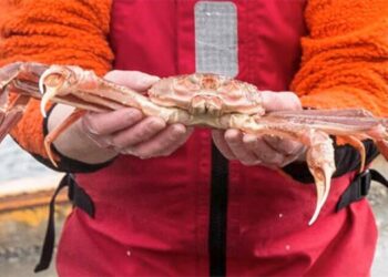 Kar yengeci yarım milyon TL’ye satıldı