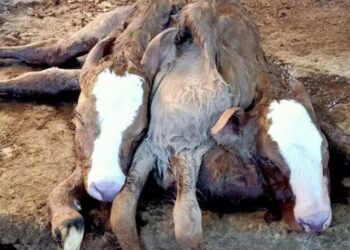 Çift başlı, 6 ayaklı ve 2 kuyruklu buzağıya inceleme