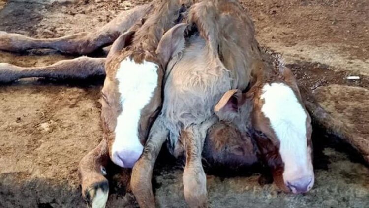 Çift başlı, 6 ayaklı ve 2 kuyruklu buzağıya inceleme