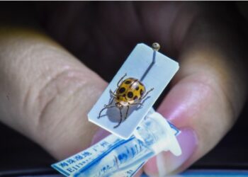Çin’in güneyinde yeni bir böcek türü bulundu