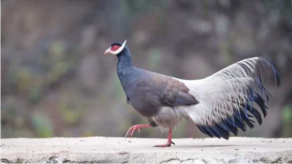 Çin’in Shanxi eyaletinde nadir bir kuş görüldü