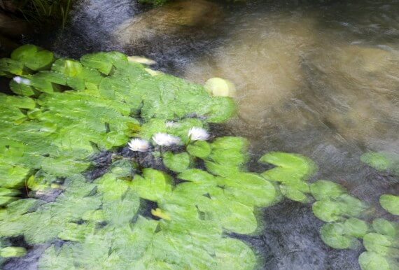 Çinli bilim insanları, kırmızı toprakta yetişen yenilebilir zambak üretti