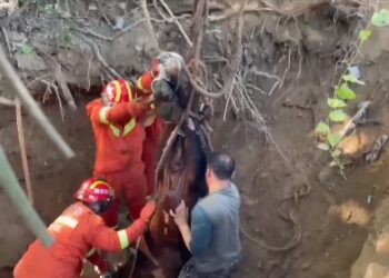 Hamile inek düştüğü kuyudan işte böyle kurtarıldı