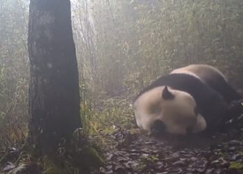 Pandalar nerelerde uyumaktan hoşlanır?