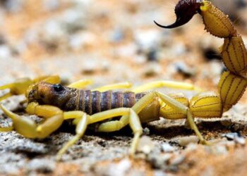 Akrep istilasına uğradılar: 3 ölü 450 yaralı