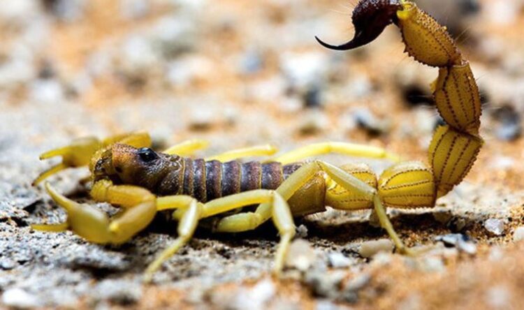 Akrep istilasına uğradılar: 3 ölü 450 yaralı