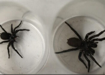 Daha önce böylesi görülmedi: Hayat kurtarabilir