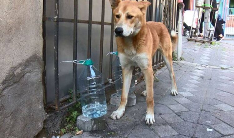 Büyük vicdansızlık! Bu sefer suçüstü yakalandı