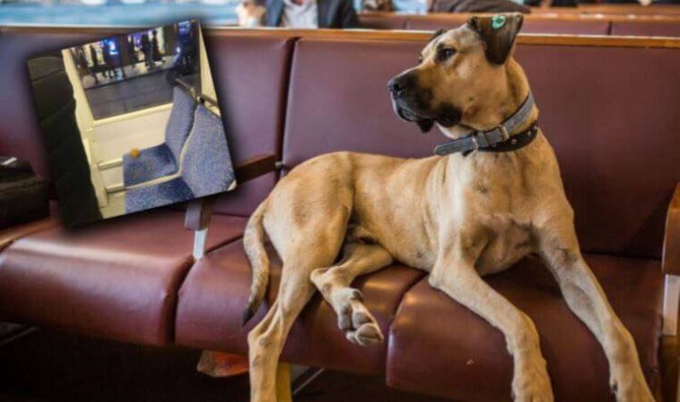 Boji’ye ‘kumpas’a İBB suç duyurusunda bulundu mu? Boji neden sahiplendirilmek isteniyor?