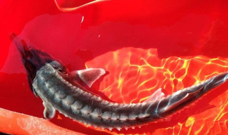 Türkiye’de görüldü: Havyarı 20 milyon liraya kadar alıcı buluyor