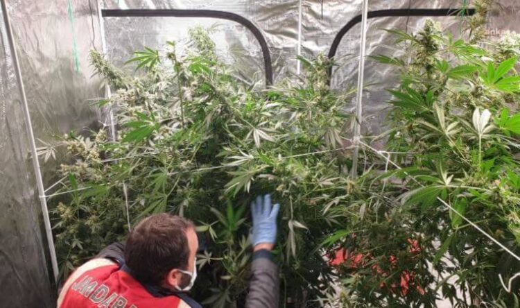 İzmir’de operasyon: Evini uyuşturucu serasına çevirmiş