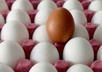 Yumurta üreticileri isyan bayrağını çekti: Batacağız