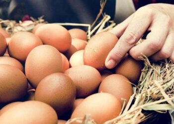Tedbir alınmazsa yumurta üreticileri batacak