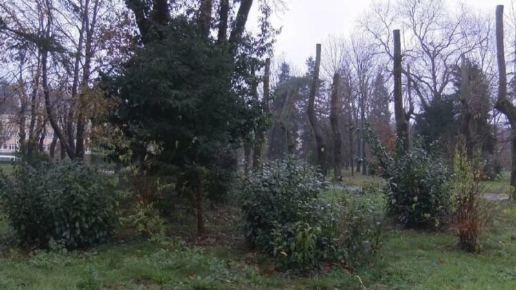 Ağaçların kışın çiçek açması için korkutan açıklama