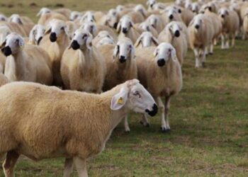Eskişehir’de çobanla 3 koyun karşılığında fuhuş