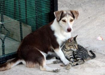 ‘Erdoğan’ın açıklamaları sonrası sokak köpeklerinin öldürüldüğü haberleri geliyor’