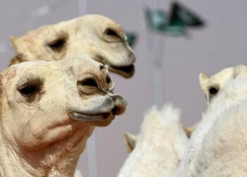 Botokslu develer güzellik yarışmasından diskalifiye edildi