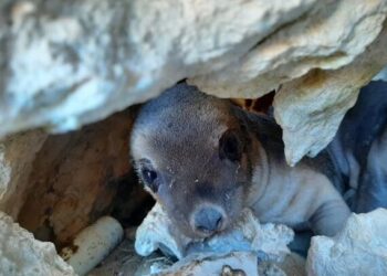 Bilim insanları Avustralya deniz aslanlarını ölümcül parazitlerden koruyor