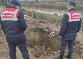 Kestikleri atları halka yedireceklerdi! 300 kilo etle yakalandılar