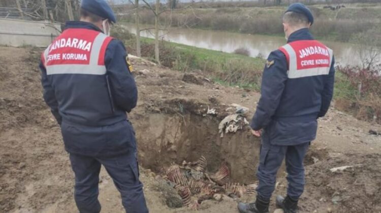 Kestikleri atları halka yedireceklerdi! 300 kilo etle yakalandılar