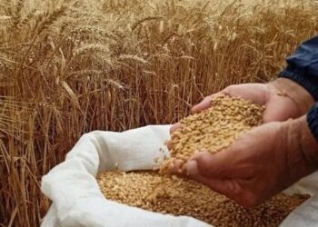 Ekmeklik buğday fiyatı rekor kırdı