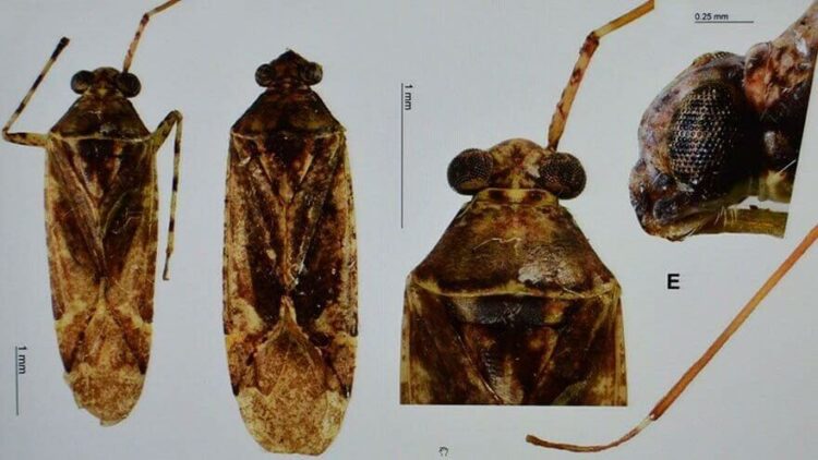 Böceğe eski bakanın adını verdiler