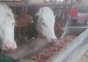 Çiftçilere çağrı: Hayvanlarınıza soğan yedirmeyin