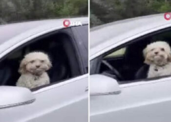 Hareket halindeki Tesla’nın sürücü koltuğundaki köpek gündem oldu