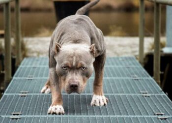 Yargıtay’dan ‘pitbull’ kararı