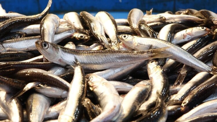 Hamsi avcılığı dibe vurdu, fiyatı 6 kat arttı