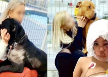 Pitbull dehşetine ilişkin görüntülerin bir kısmı silinmiş!