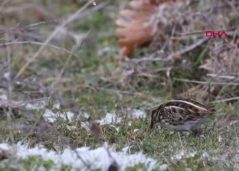 Halay çeken ‘su çulluğu’ sosyal medyada büyük ilgi gördü
