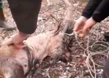 Kaçak avcılar, koruma altındaki yaban keçisini vurdu