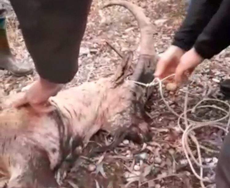 Kaçak avcılar, koruma altındaki yaban keçisini vurdu
