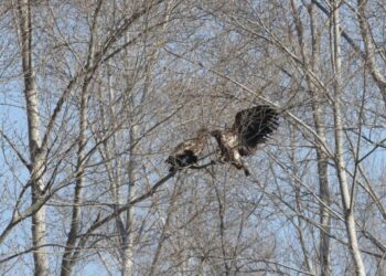 Çin’deki İç Moğolistan bölgesinde nadir deniz kartalları görüldü