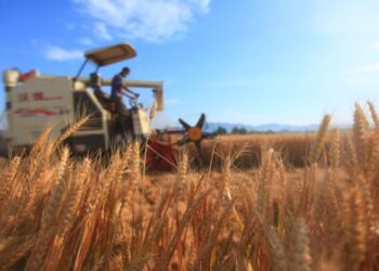 ABD medyası: Çin, küresel gıda güvenliği açısından hayati önem taşıyor