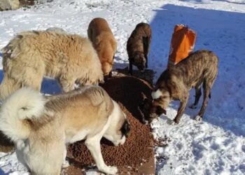 İBB: Sokaktaki minik dostlarımıza günlük iki ton mama