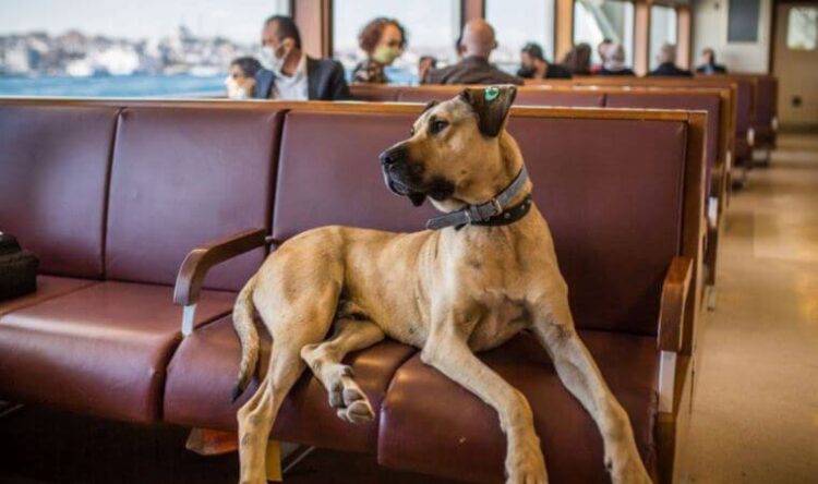 İmamoğlu duyurdu: Boji’ye yuva bulundu