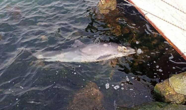 Sahile vuran yunusun ölüm nedeni şoke etti