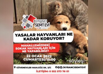 Ayrancı Semtevi’nde sokak hayvanları için buluşma…